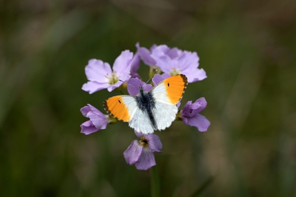 Anthocharis cardamines oranjetipje vlinder vlinders nederland insect insecten lepidoptera rups dagvlinder nachtvlinder mot motten pop larve